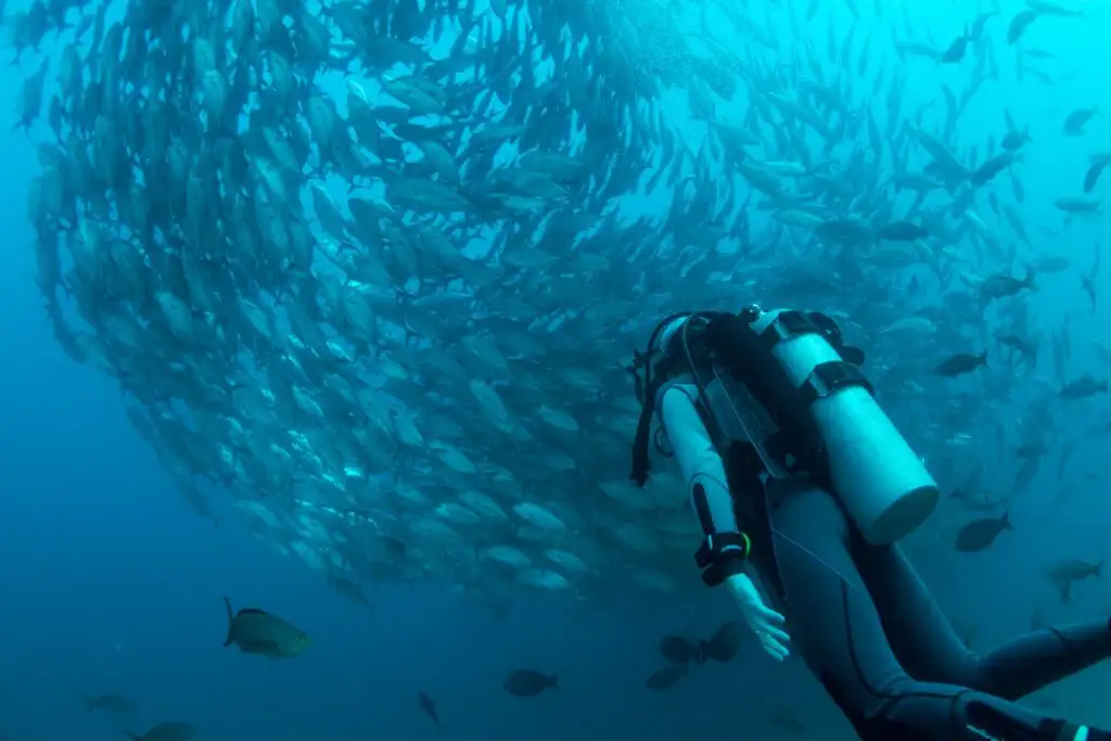Scuba Diver em Cabo Pulmo